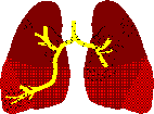 STAGES 
OF RESPIRATION