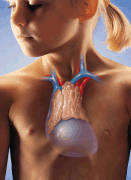THORAX CHILD AND 
ANOTOMICAL LOCATIONS